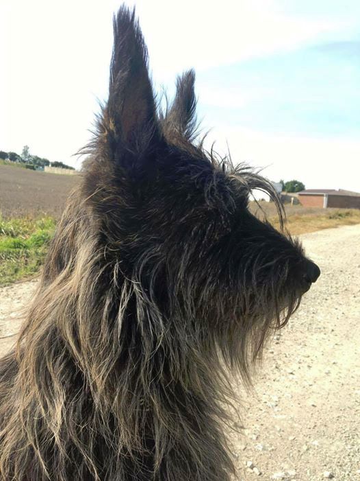 CH. Jalisca Du Moulin Des Alouettes