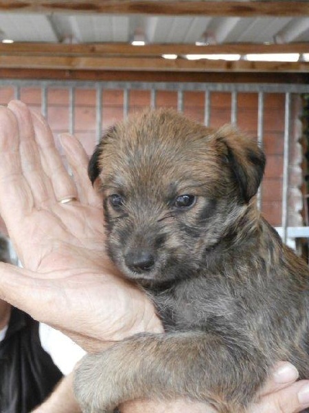 HERMIONE des compagnons d'Artmazia
